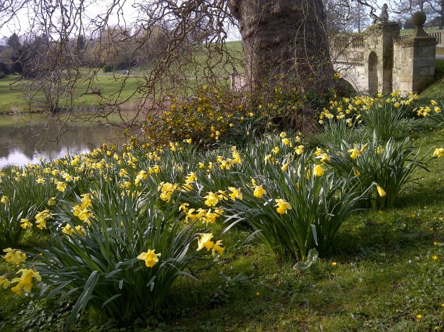 Narcissus+pseudonarcissus_wild+daffodil_Lent+lily_Compton+Verney 