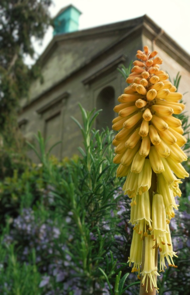 kniphofia_Red+hot+poker_Compton+Verney