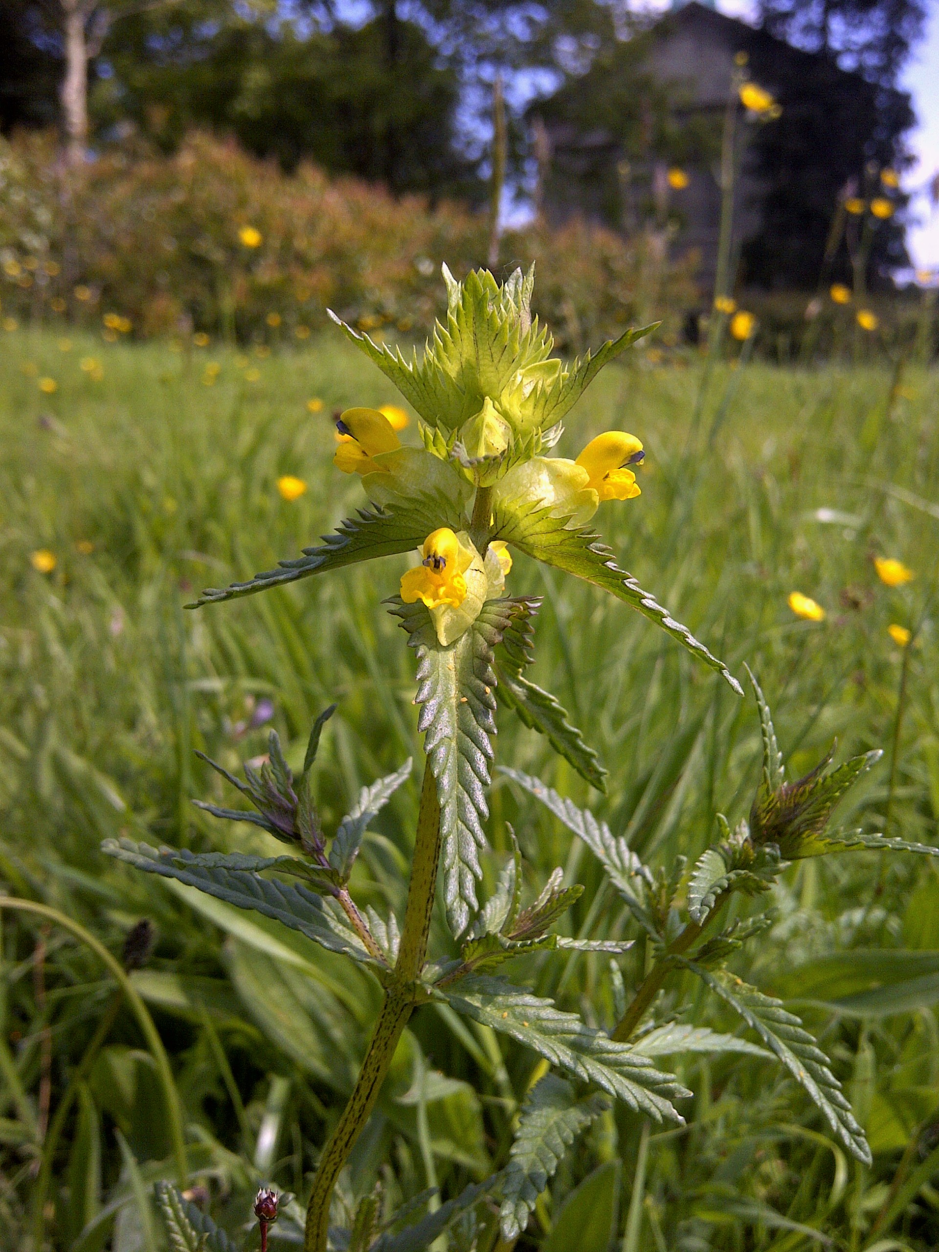 IMG-20140516-Yellow Rattle. West Lawn. © Compton Verney/ Gary Webb 2015