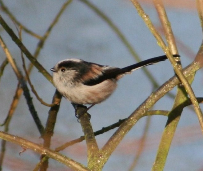 Birds; Long Tailed Tit at Compton Verney
